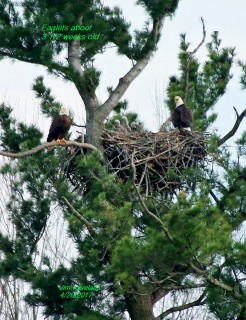3 eaglets and two parents at nest