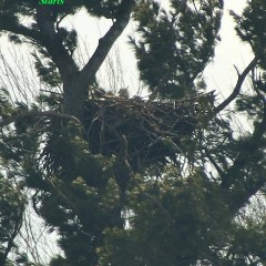 eagle sitting in nest on egg