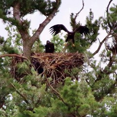 Juvenile Eagles Hopping in Nest