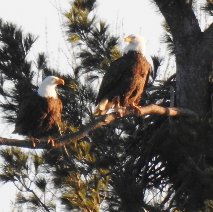Two adult eagles on branch