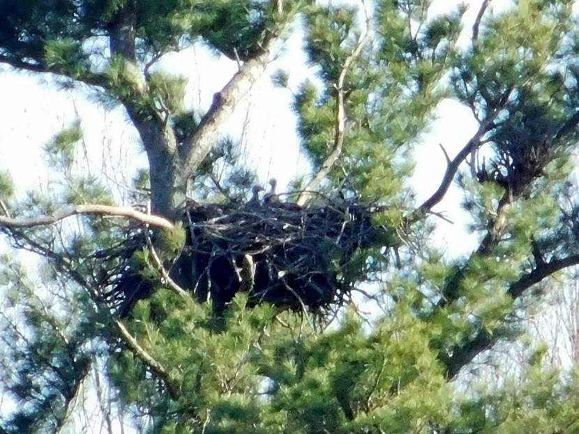 two eaglets popping up above nest