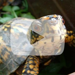 Box turtle looking up