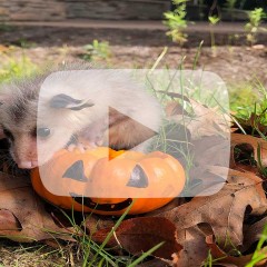 Young Opossum with Pumpkin