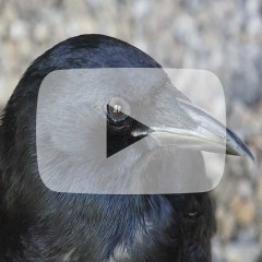 side view of crow face and beak