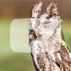 Screech Owl squinting with ears up