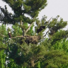 one eaglet hopping on branch