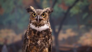 Grimble the Great Horned Owl