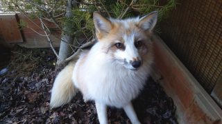 Jasper the fox