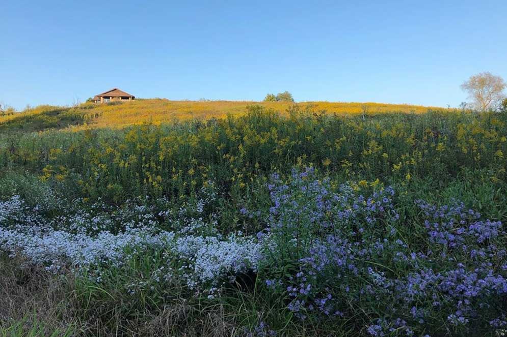 wildflowers in foreground with visitor center building at top of hill