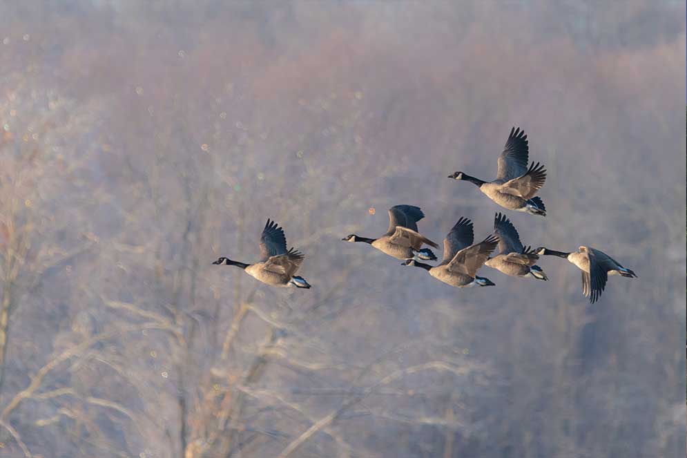 Geese flying in V with trees in background