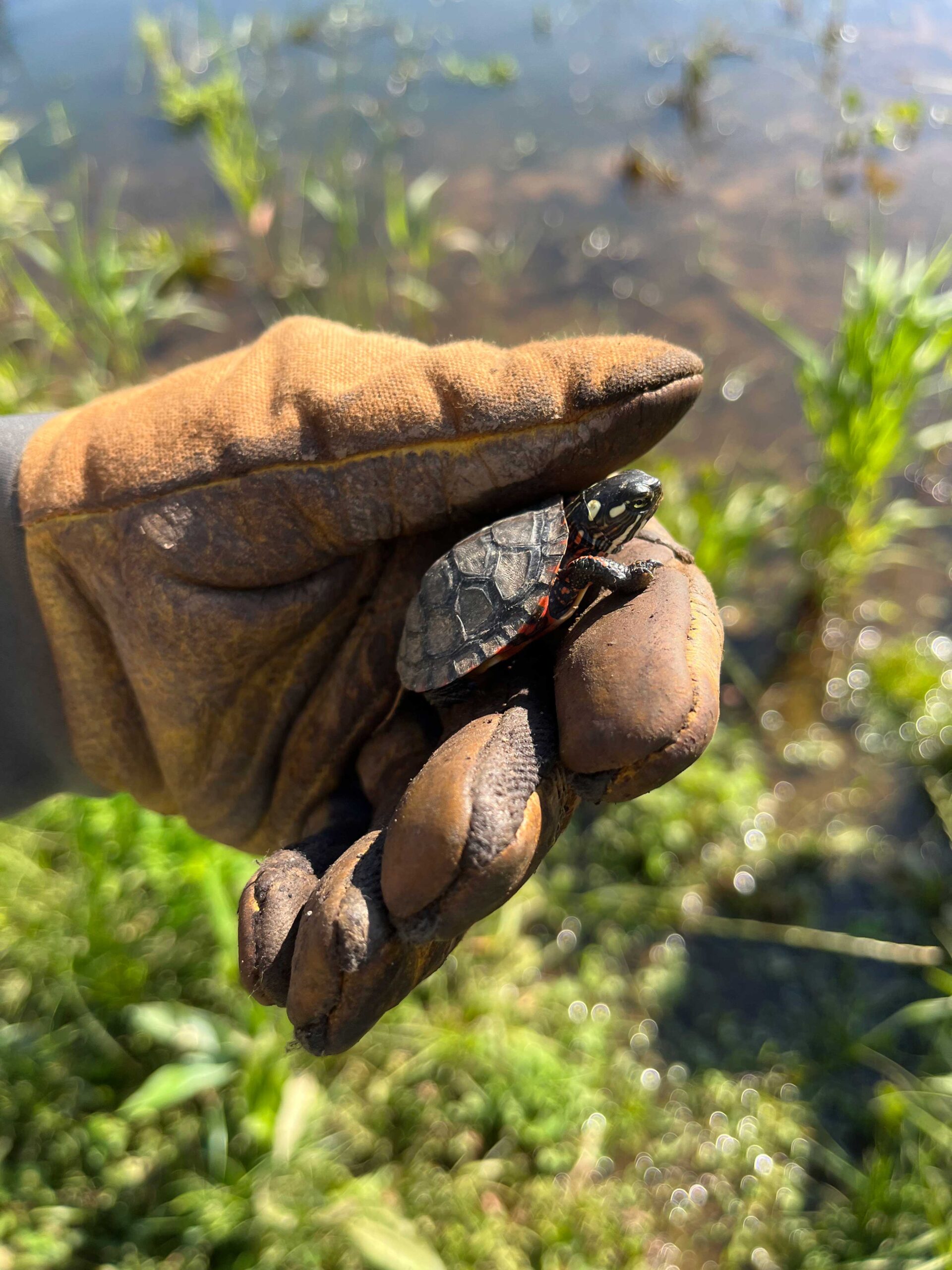 Painted Turtle in glove