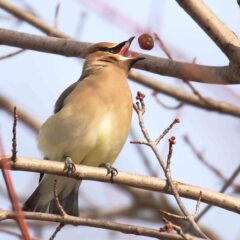 Bird catching berry in beak