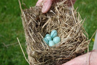 Bluebird eggs in nest