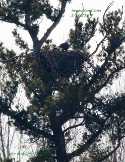 Eagles on Nest in Feb. 2017