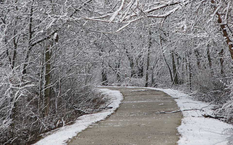 Trees-with-snow-and-melted-trail in middle
