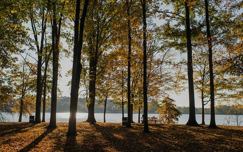Trees and shadows with water in background