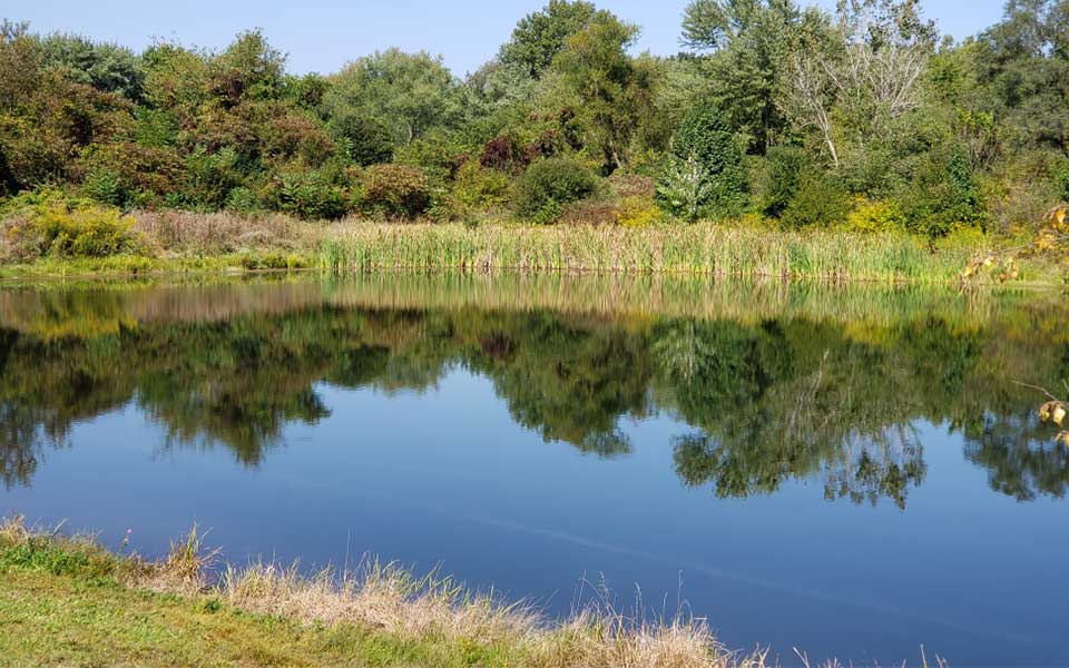 Pond with reflections and trees