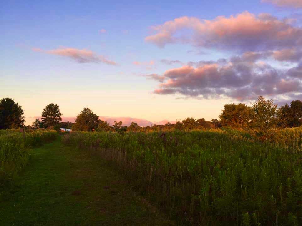 Bluebird-Trail cutting through grass