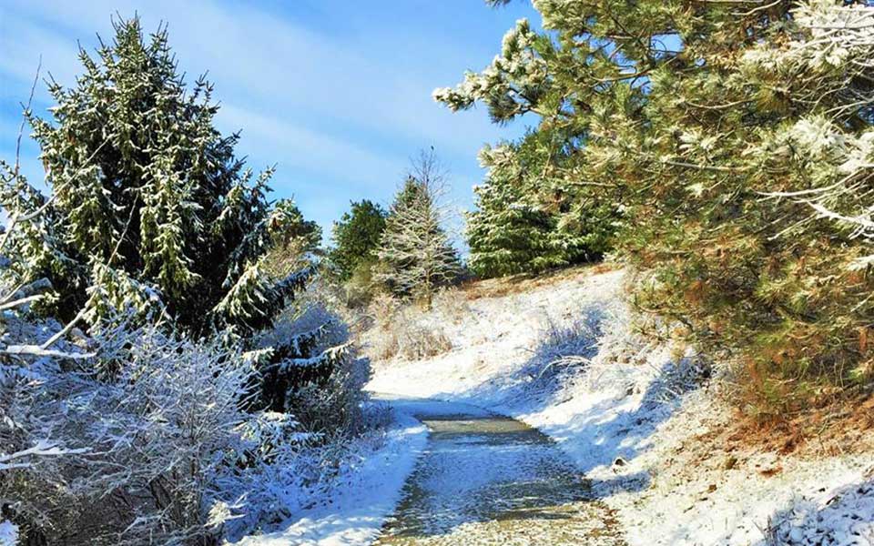 snow on trees and trail