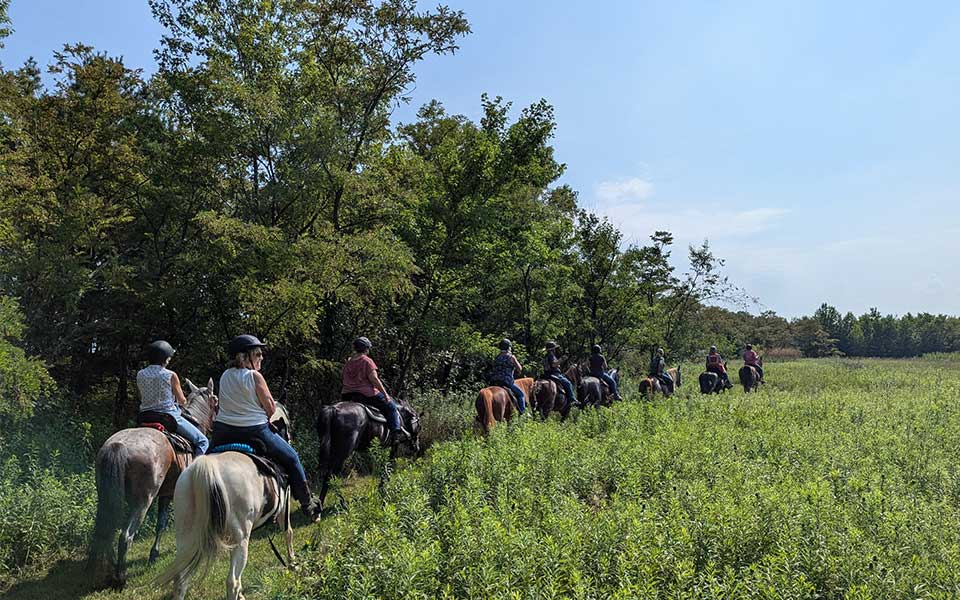 People on horses in a line traveling down a trail
