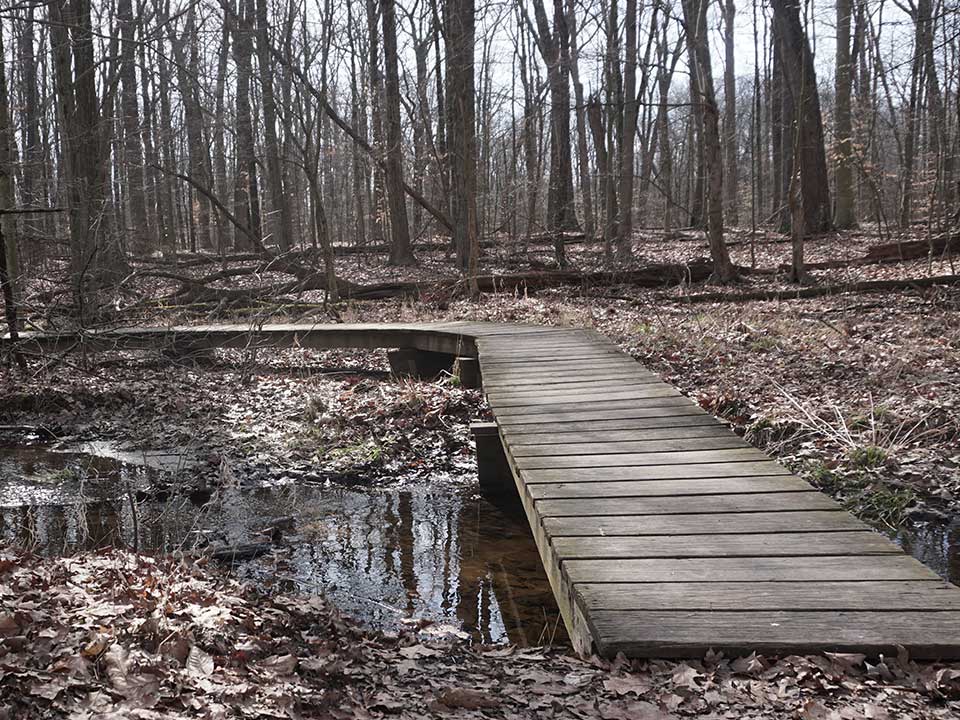 Boardwalk with wood planks bending through leaves and trees