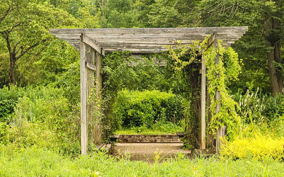 Pergola with vegetation around it in garden