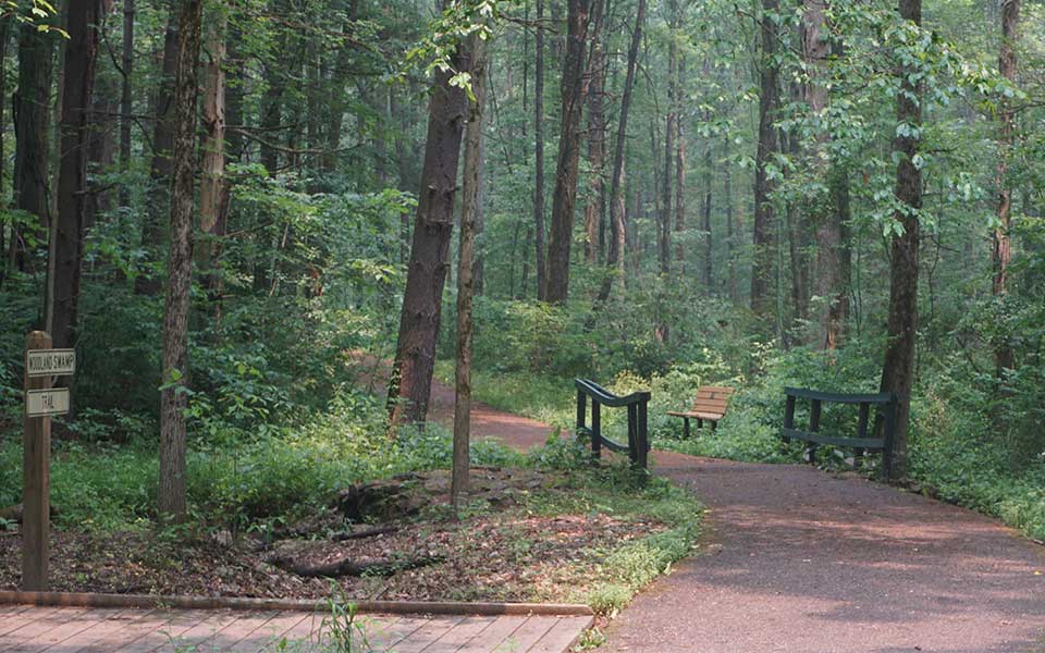 Wooden Boardwalk meets Paved Trail in woods
