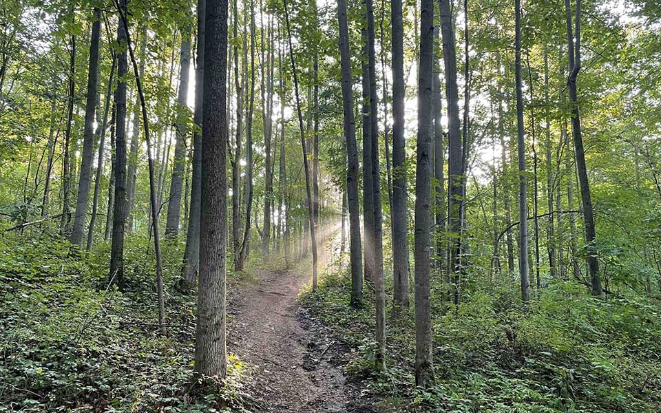 Sun and light coming through trees over the narrow trail in woods