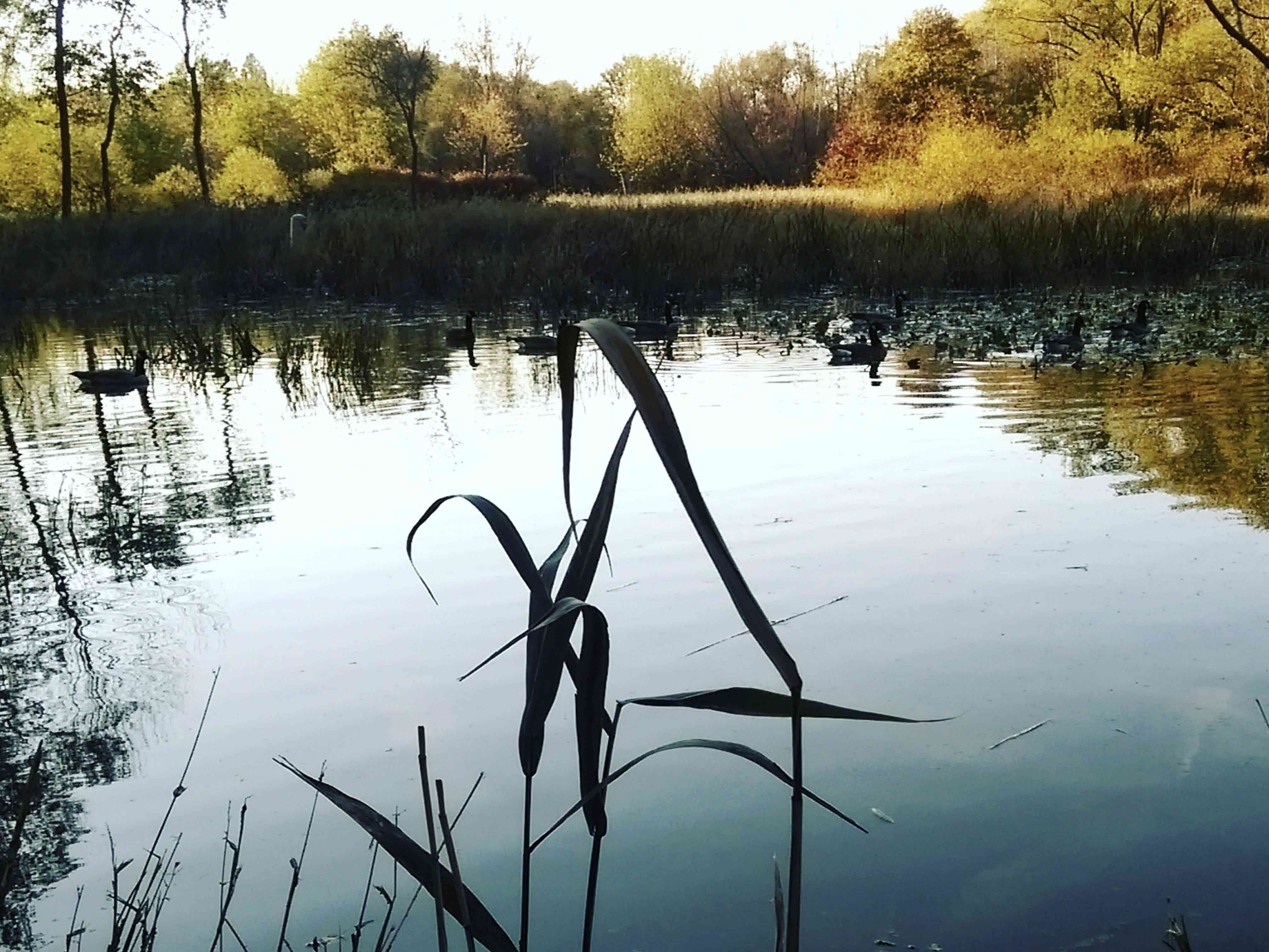 Water with plants in foreground and trees in background
