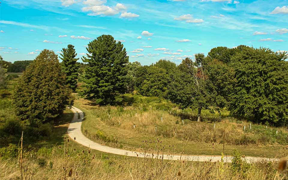 Winding Trail through trees and high grass