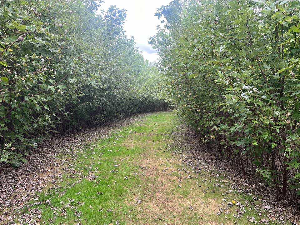 Grass Trail going through bunched up trees on left and right