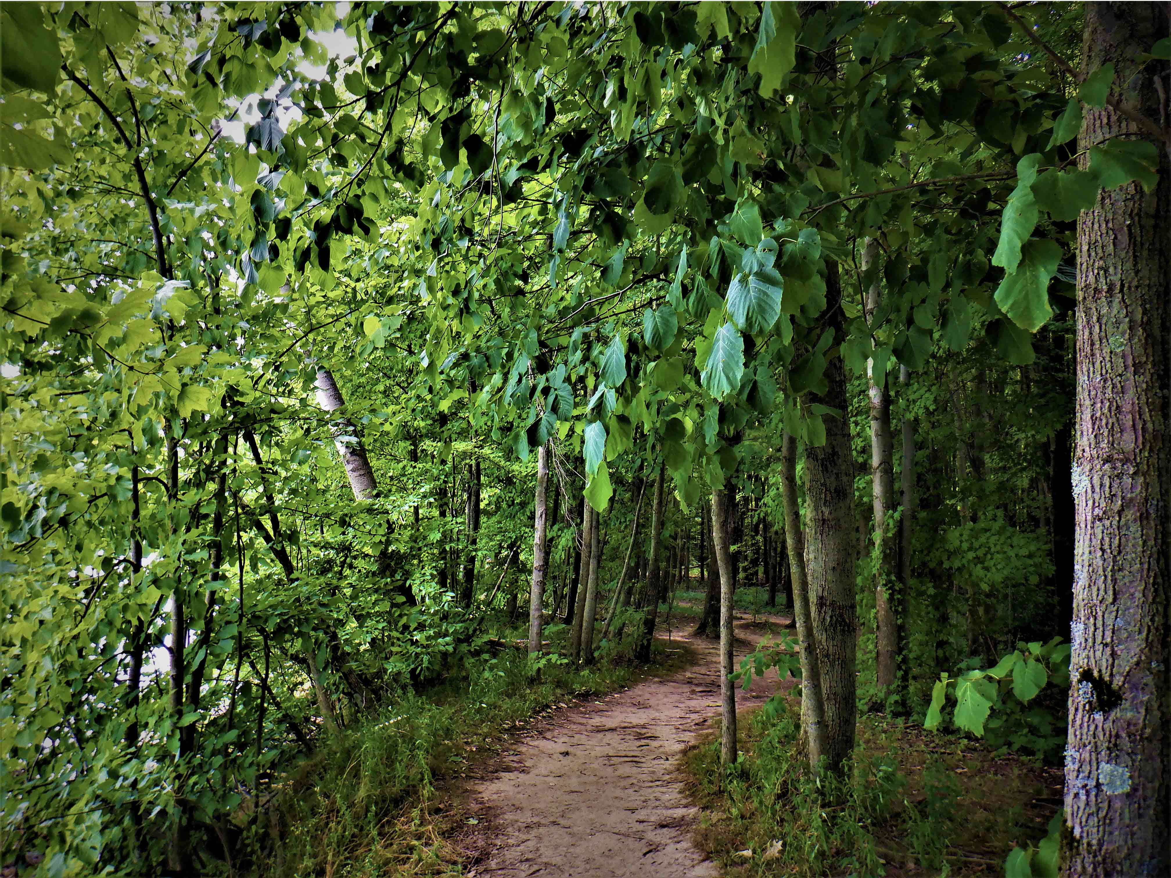 Dirt trail going through trees