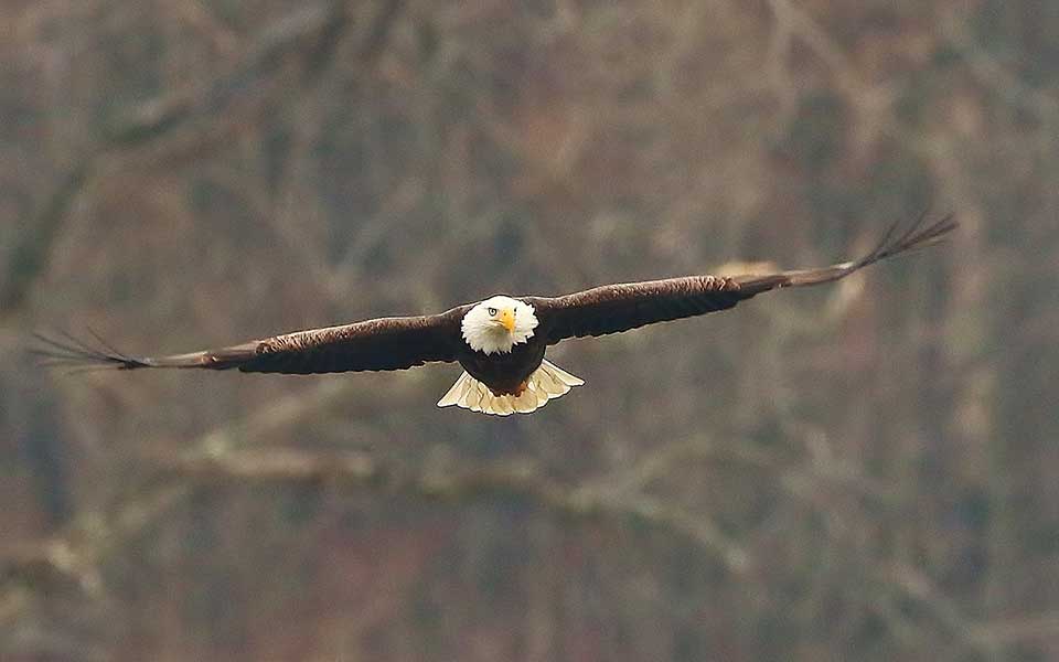 bird with wings stretched soaring in sky