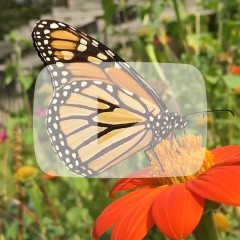 butterfly with open wings landing on flower