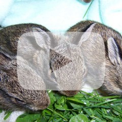 Three bunnies eating grass