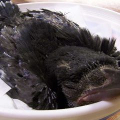 Baby Crow in dish