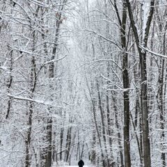 Person walking with snow covered trees and trail