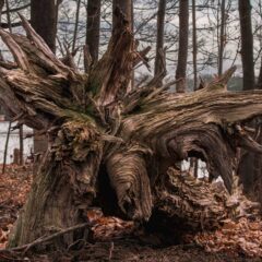 Uprooted tree in woods