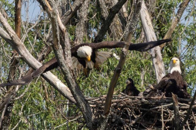 Three eaglets in nest with one adult flying and one adult in nest with branches around
