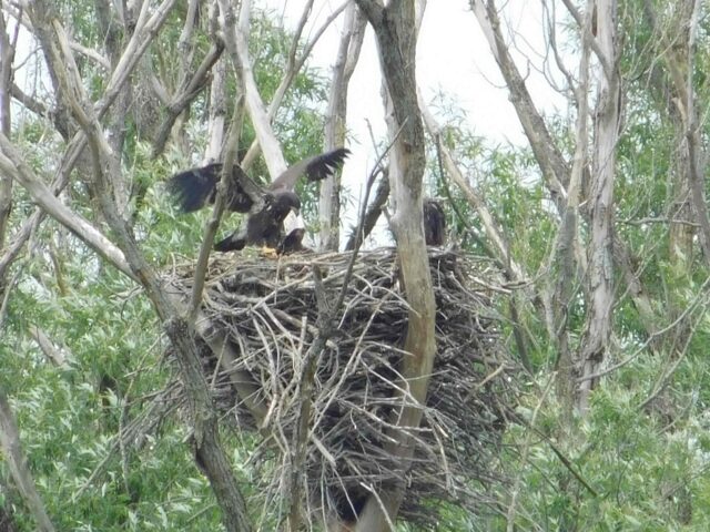 eaglet flapping wings on edge of nest