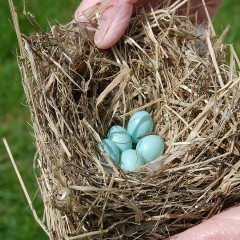 Bluebird eggs in nest