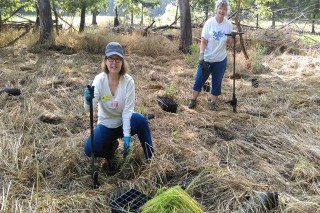 Volunteers Digging Holes for Plants
