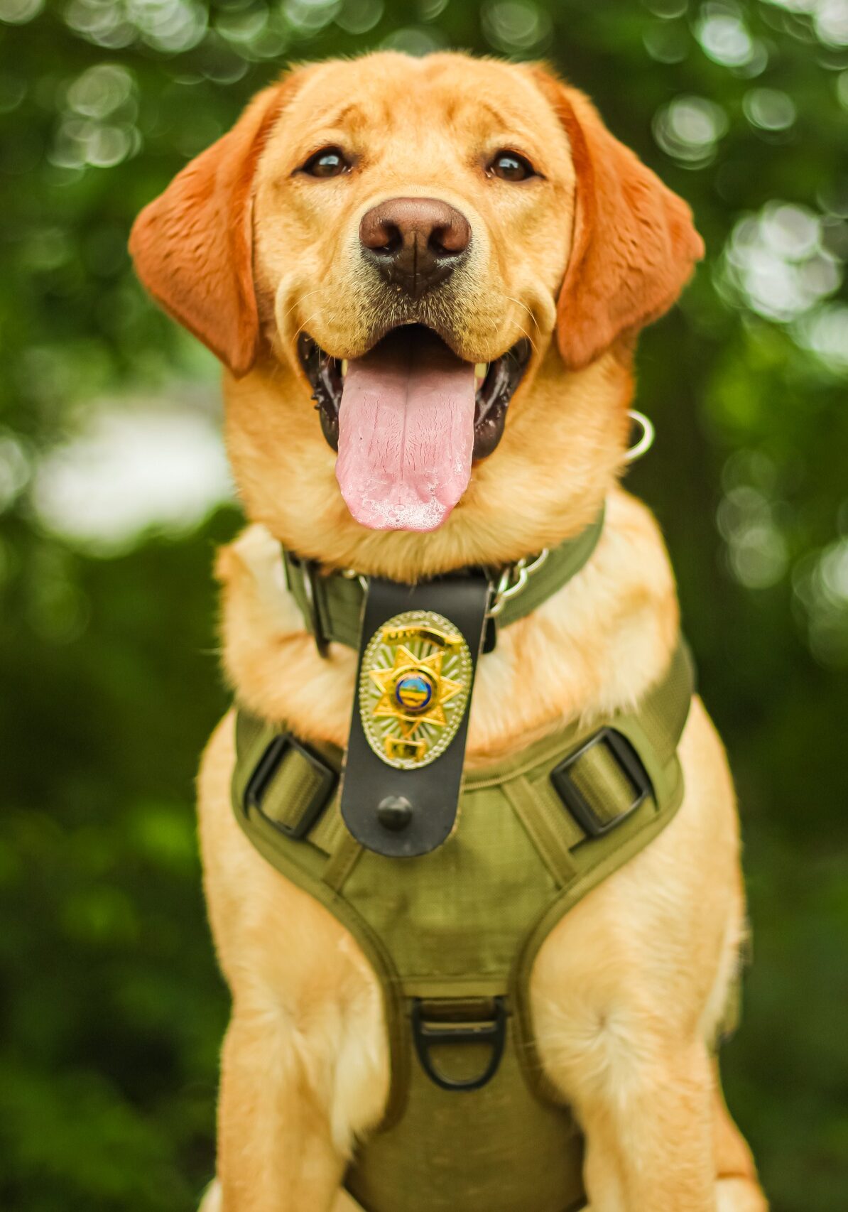 Dog with Ranger Badge and Vest on and tongue hanging out of mouth